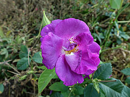 Strauchrose 'Rhapsody in Blue' (6)