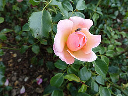 Strauchrose 'Vinesse' (33)