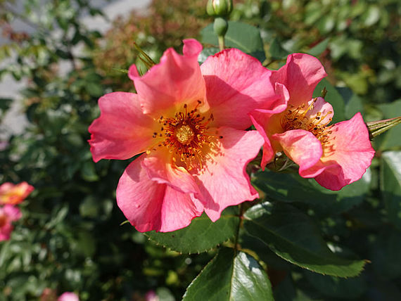 Strauchrose 'Herzogin Frederike' (6)